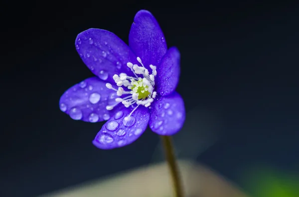 Blue beauty with dewdrops — Stock Photo, Image