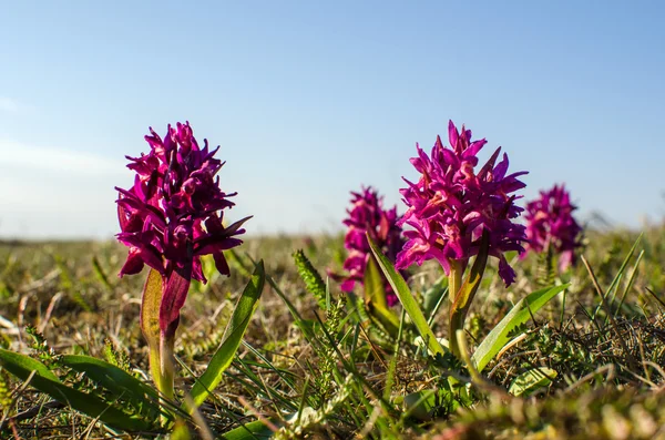 紫の花の間で — ストック写真