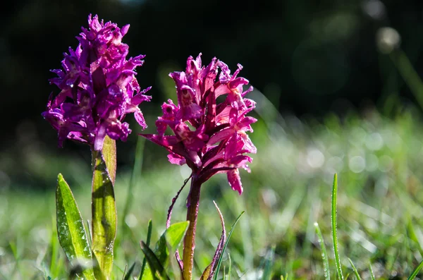 Gocce di rugiada sulle bellezze viola — Foto Stock