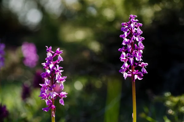 初期の紫色の野生の花 — ストック写真