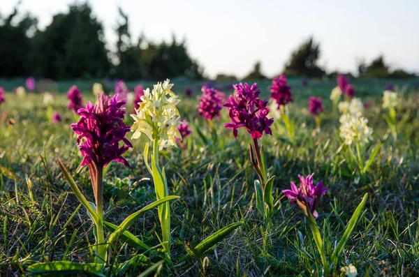 Orchidee al sole del mattino — Foto Stock