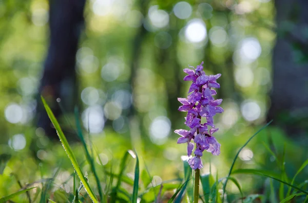 Fiore alla luce del mattino — Foto Stock