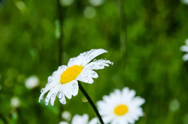 Margarida com gotas de chuva — Fotografia de Stock