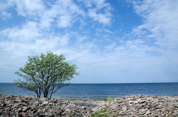 Einsamer Baum an der Küste — Stockfoto