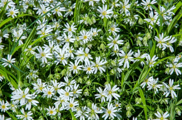 흰 꽃의 융단 — 스톡 사진