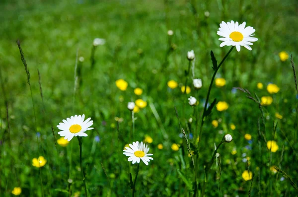 Daisy glädje — Stockfoto