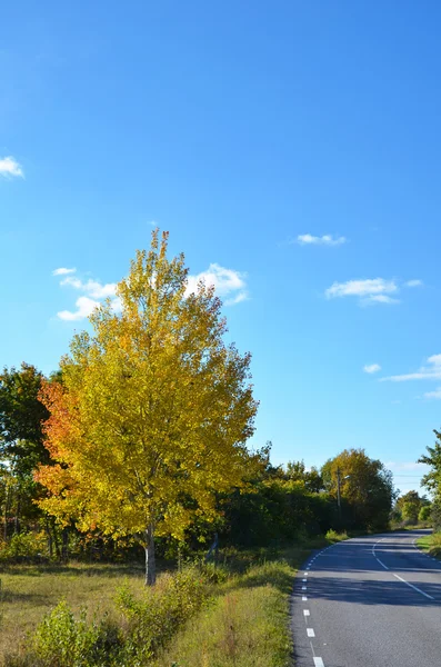 Osika podzimní barvy — Stock fotografie