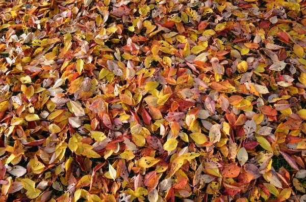 Leaves background — Stock Photo, Image