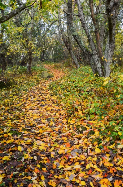 Colorful footpath — Stock Photo, Image