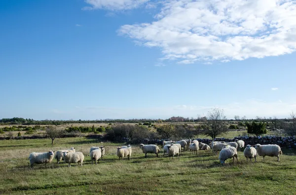 Mandria di pecore — Foto Stock