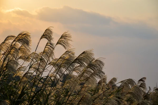 Okinawa paisaje de hierba —  Fotos de Stock