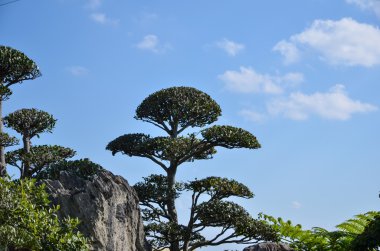 Japon bahçe detay