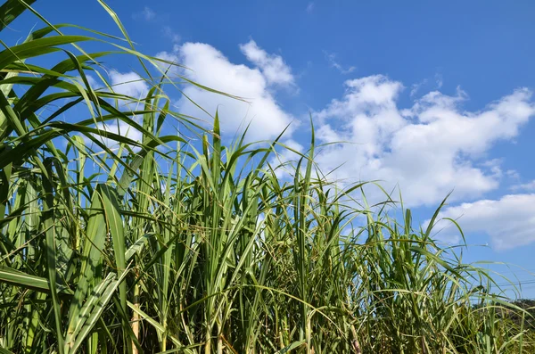 Cukornád mező — Stock Fotó