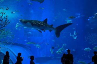 köpekbalığı Balina izleme