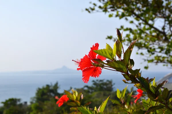 Fiore di ibisco rosso — Foto Stock