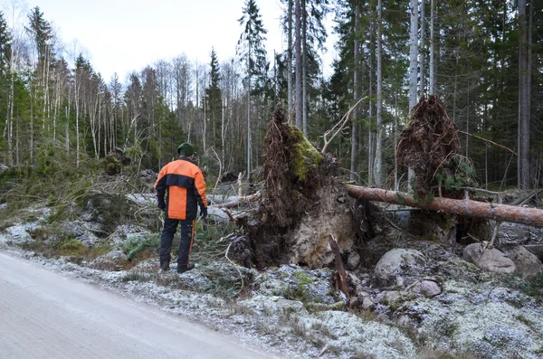 Inspection des arbres tombés — Photo