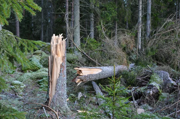 Brutna träd — Stockfoto