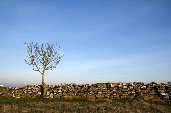 Pasjans drzewo w starym stonewall — Zdjęcie stockowe