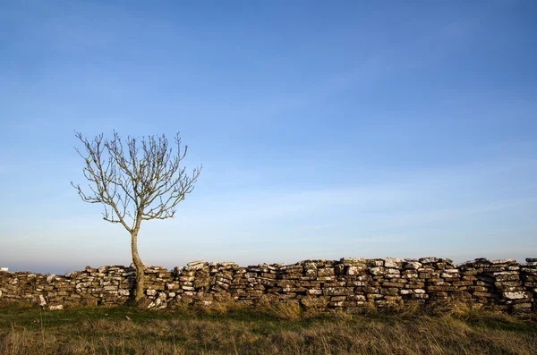 Solitärbaum an einer alten Steinmauer — Stockfoto