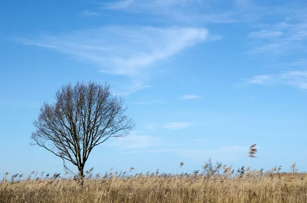 葦の単独木 — ストック写真