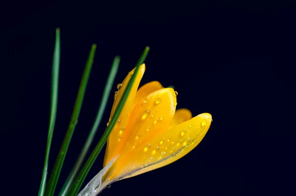 Gelbe Krokusse auf dunkelblauem Hintergrund — Stockfoto