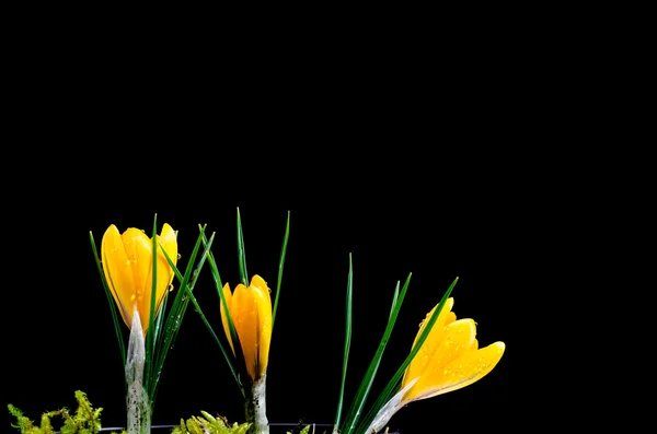 Gelbe Krokusse vor dunklem Hintergrund — Stockfoto