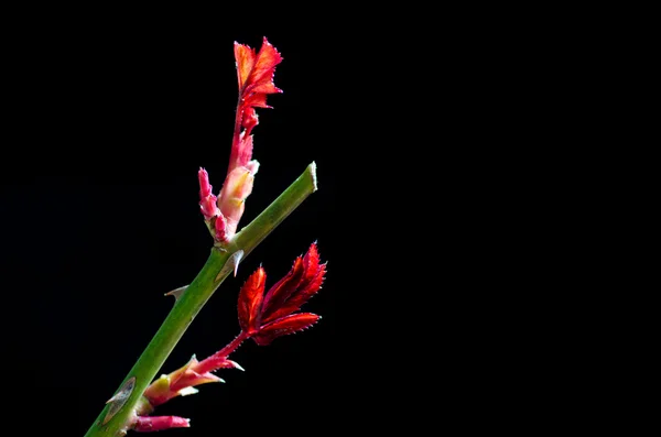 Rosenstamm mit neuen Blättern — Stockfoto