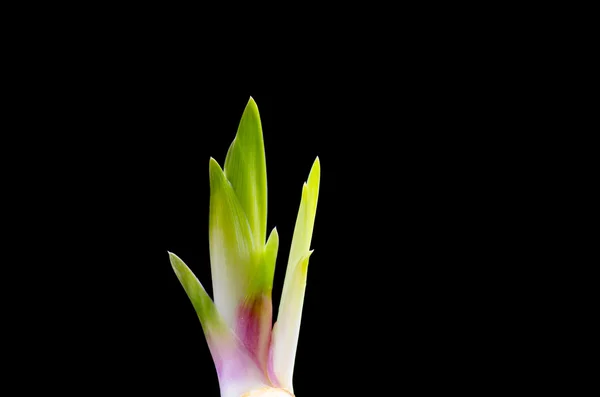 Iris sprout at black background — Stock Photo, Image