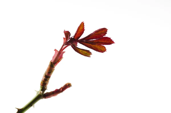 Neue Rosenblätter — Stockfoto
