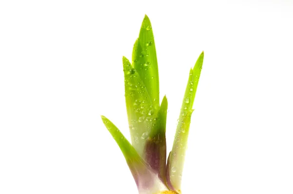 Springtime fresh iris sprout — Stock Photo, Image