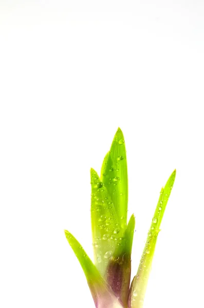 Iris sprout with water drops — Stock Photo, Image