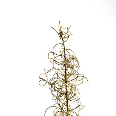 fireweed sapı detay