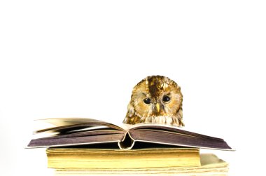 Owl at a stack of books clipart