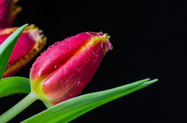 Tulips closeup on black — Stock Photo, Image