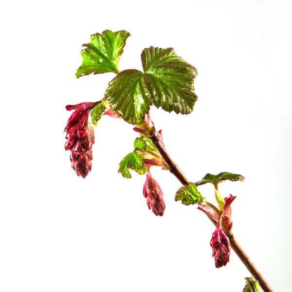 Ribes a fioritura rossa — Foto Stock