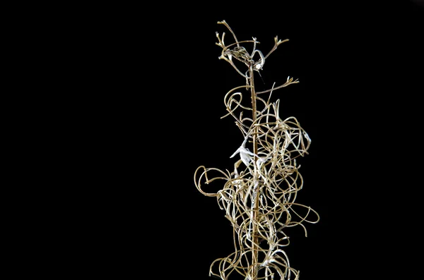 Siyah fireweed sapı detay — Stok fotoğraf