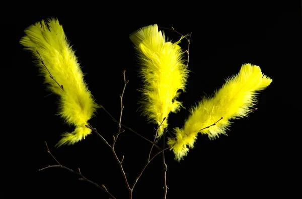 Las plumas amarillas de Pascua al negro —  Fotos de Stock