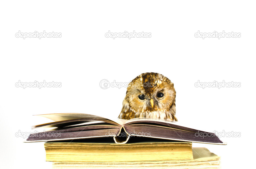 Owl at a stack of books