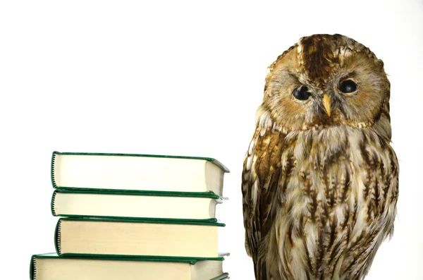 Owl at a book pile — Stock Photo, Image