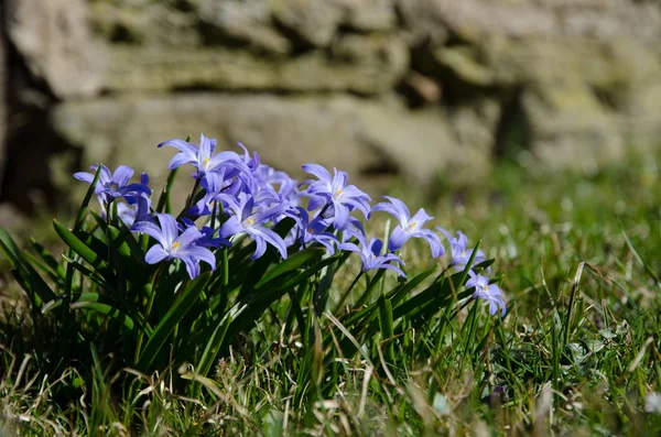 Синяя весенняя группа цветов — стоковое фото