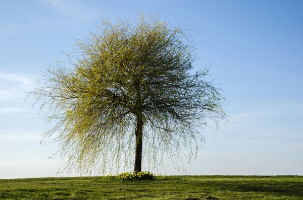 Albero largo solitario — Foto Stock