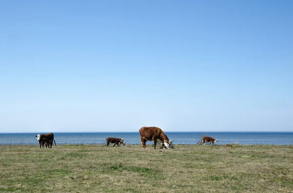 Grazing cattle by the coast — Stock Photo, Image