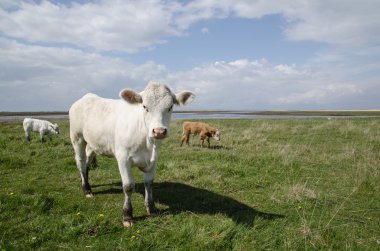 Cattle at coastal pastureland clipart