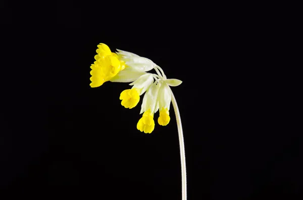 Cowslip closeup — Stock Photo, Image