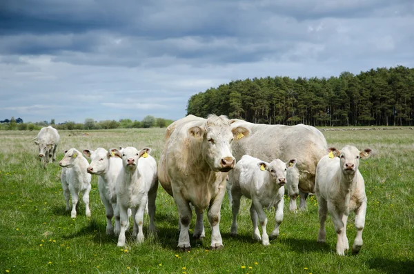 İnekler üzerine yeşil pastureland git — Stok fotoğraf