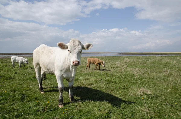 Cattle at coastal pastureland — Stock Photo, Image