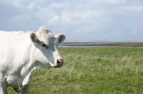 Retrato de vaca — Fotografia de Stock