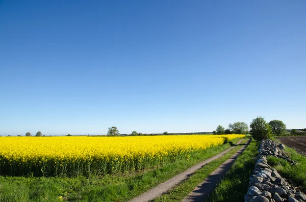 Koolzaad veld — Stockfoto