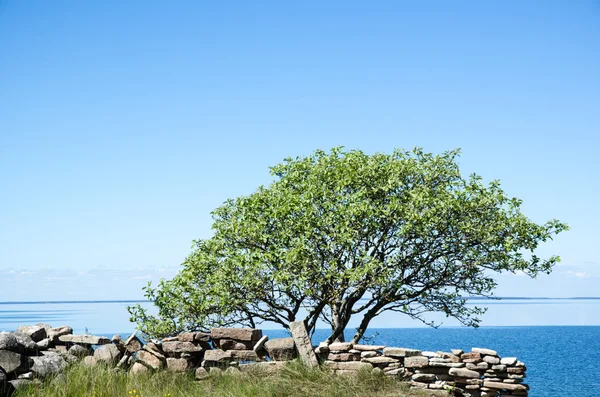 Un solo árbol junto a un muro de piedra en la costa con aguas tranquilas —  Fotos de Stock