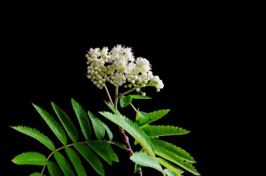 Blossom rowan şubesine siyah arka plan